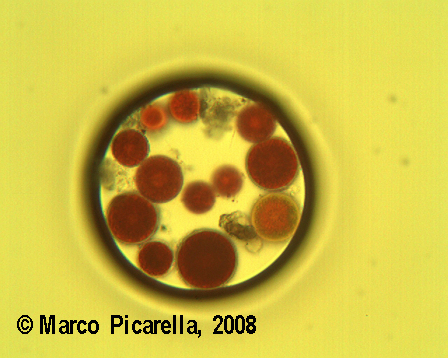 Haematoccus pluvialis
